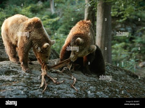 Grizzly Bears Eating Deer