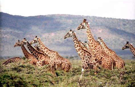 Giraffes Group Called Tower