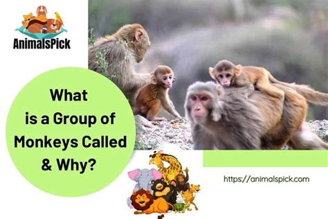 7 Monkey Group Names