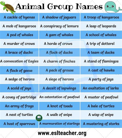 Groups Of Animals In This Lesson We Learn Some Interesting Names For