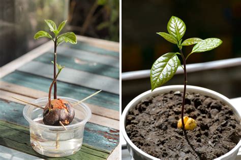 Growing Avocado From Seeds Can Be Easy With Patience And Determination