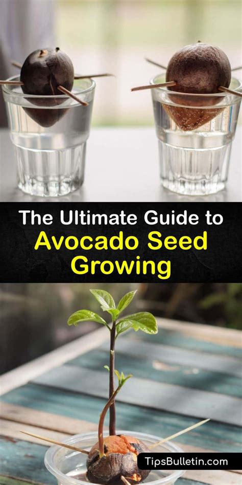 Growing Avocados From Seeds Complete Avocado Seed Grower Guide