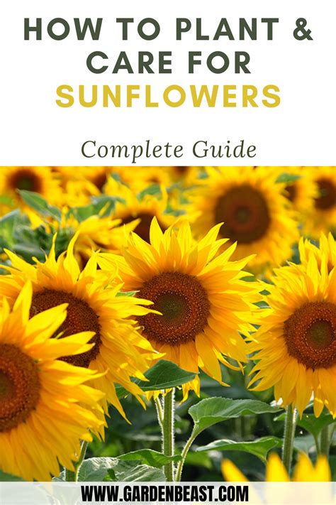 Growing Sunflowers Tips For Planting And Caring For These Beautiful F