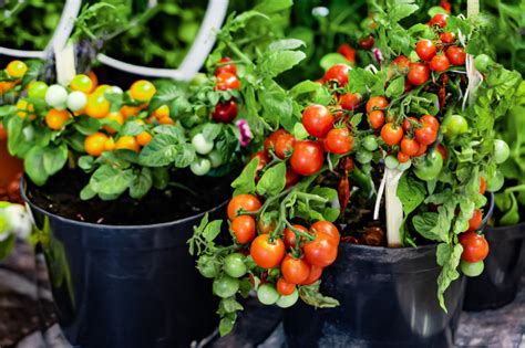 Growing Tomatoes in Containers Easily