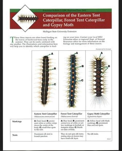 Gypsy Moth Eastern Tent Caterpillar Forest Tent Caterpillar And