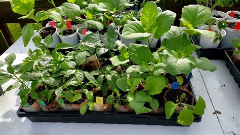 Hardening Plants 5 15 2020 Youtube