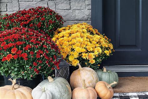 Hardy Mums Bring Perennial Color In The Fall Pittsburghpg Snow Doesn T