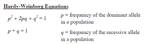 Hardy Weinberg Equations Rossmanapbiomath