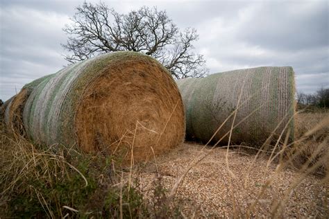 Hay Supplies Near 50 Year Low Prices Near Record Agrilife Today