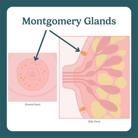 Help My Montgomery Glands Are Clogged Here S What Experts Say To Do
