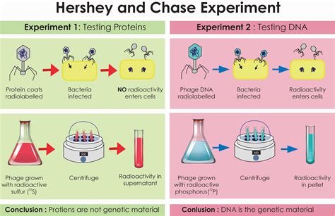 5 Ways Hershey Chase Experiment Works