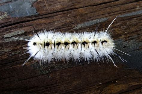 Hickory Tussock Moth Caterpillar Identification Based On T Flickr