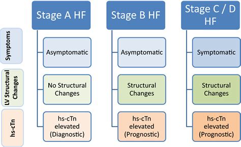 High Sensitivity Cardiac Troponin From Patient Phenotypes To Clinical