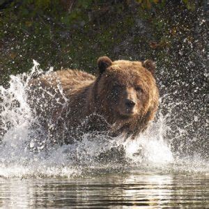 Hinterland Who S Who Grizzly Bear