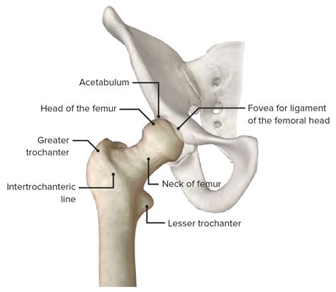 Hip Joint Concise Medical Knowledge