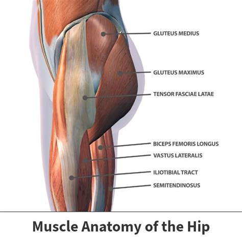 5 Hip Muscles