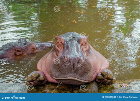 Hippopotamidae