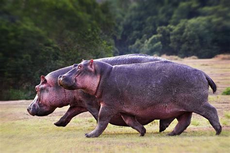 Hippos Can Run So Fast That They Re Airborne For Fractions Of A Second