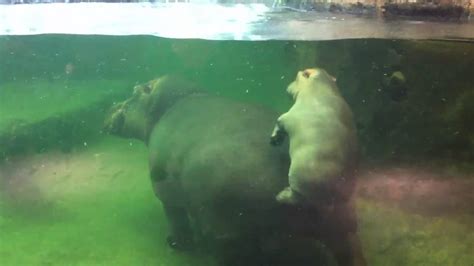 Hippos Running Underwater Youtube