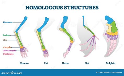 Homologous Structures