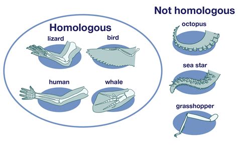 Homology Definition And Examples Biology Online Dictionary