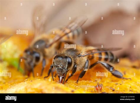 Honey Bee Apis Mellifera Eating On Nature High Magnification Stock