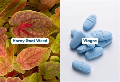 Horny Goat Weed Vs Viagra