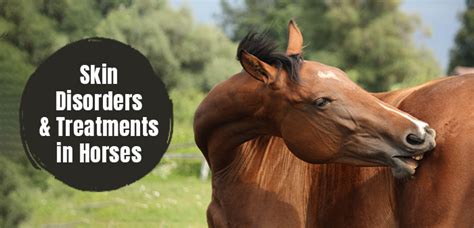 Horse Skin Conditions Common Causes Symptoms Treatments