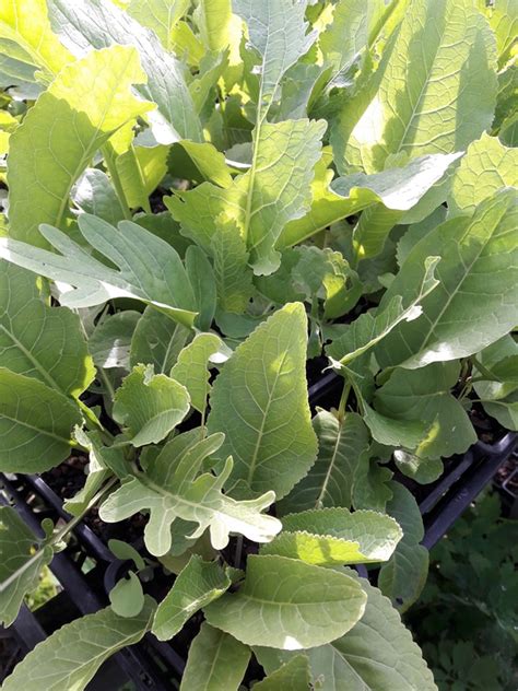 Horseradish Kahikatea Farm Certified Organic Nursery And Permaculture