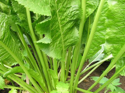 Horseradish Plant Uk At Florence Thrower Blog