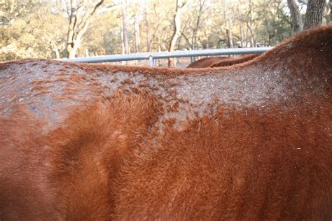 Rain Rot in Horses