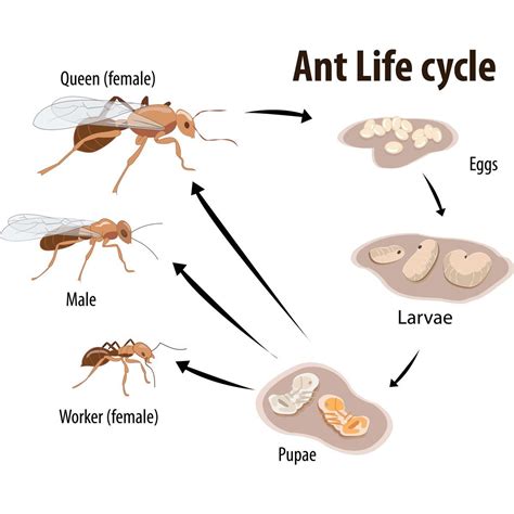 How Are Ants Born All About Ant Reproduction