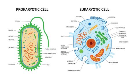 Prokaryotic and Eukaryotic Cell Similarities