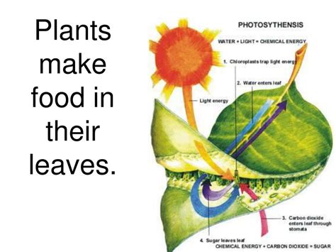 How Do Plants Make Their Food Ency123 Com