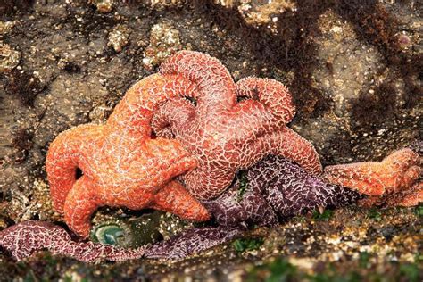 Starfish Reproduction Facts