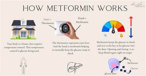 How Does Metformin Work For Diabetes Prediabetes Pcos Www