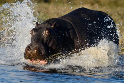 How Fast Are Hippos
