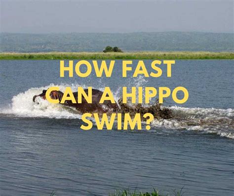 How Fast Can A Hippo Swim Can Hippos Drown Hippo Haven