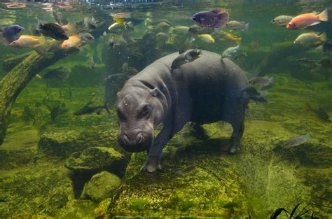 How Fast Can A Hippo Swim Can Hippos Swim In Deep Water Kidadl