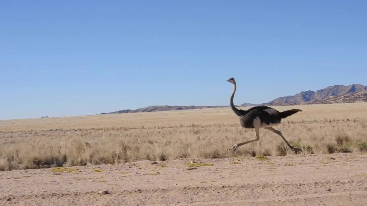 5 Fast Ostrich Facts