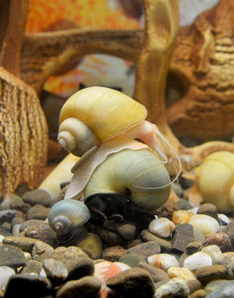 How Fast Do Snails Reproduce