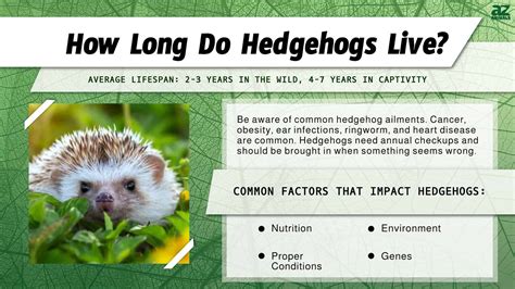 5 Hedgehog Life Facts