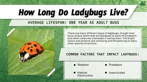 7 Ladybug Life Facts
