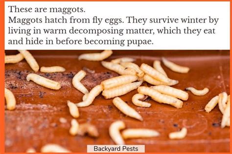 Maggots Hatch Time