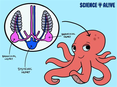 How Many Hearts Do Octopuses Have And Why One Stops When They Swim