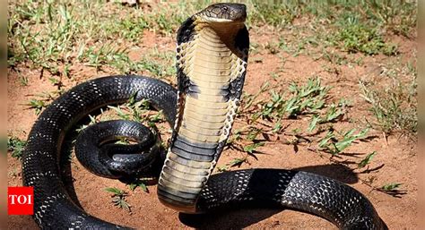 How Much Does A King Cobra Weigh