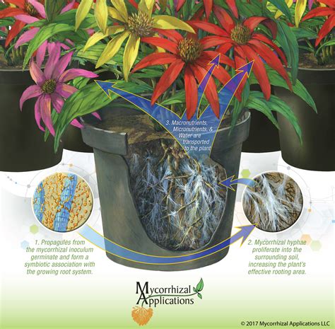 How Mycorrhizae Biostimulants Boost Plant Growth Mycorrhizae For