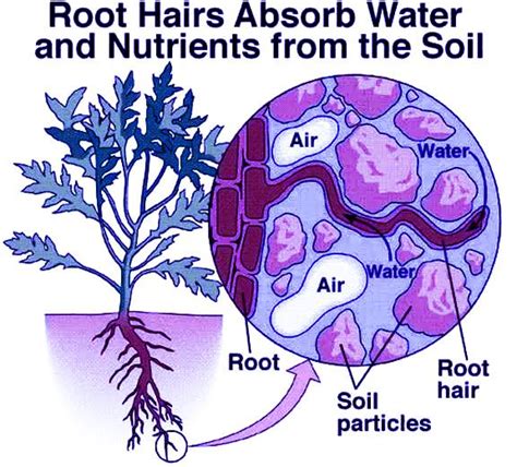 How Plants Absorb Water From The Soil Explain