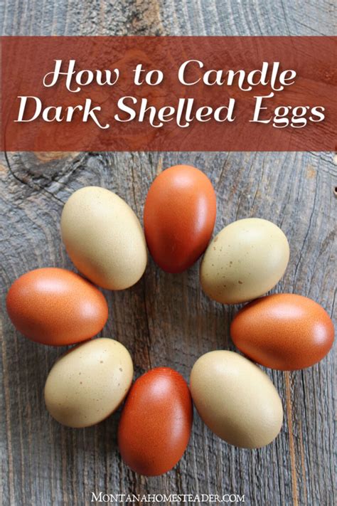 How To Candle Dark Shelled Chicken Eggs Montana Homesteader