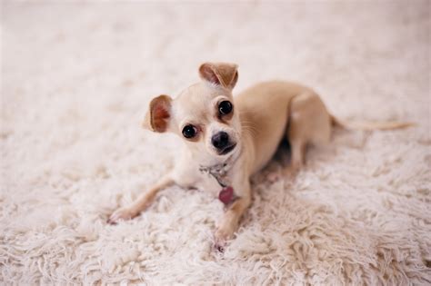How To Care For A Chihuahua Basics Tips Puff And Fluff Spa